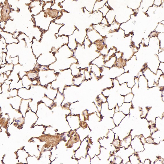 2 - Anti-ERK2 Monoclonal Antibody ABO14349