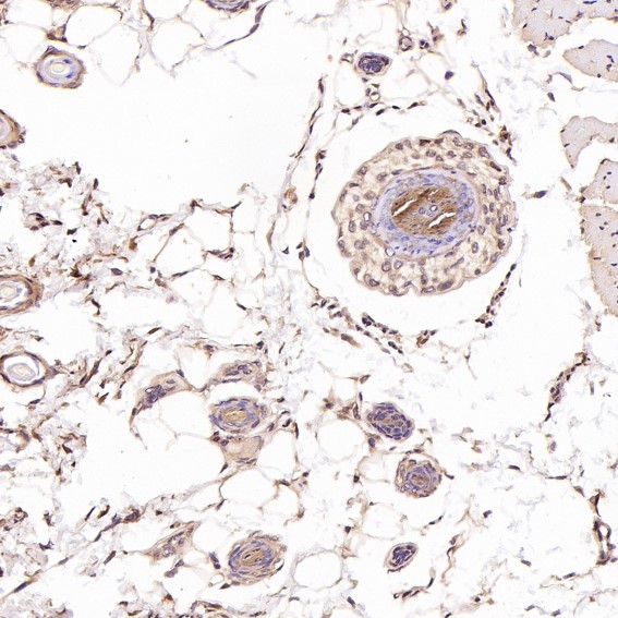 2 - Anti-ERK2 Monoclonal Antibody ABO14349