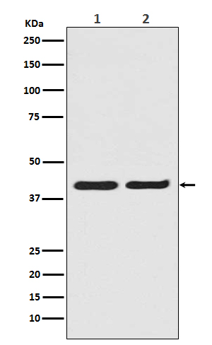 1 - Anti-ERK2 Monoclonal Antibody ABO14349