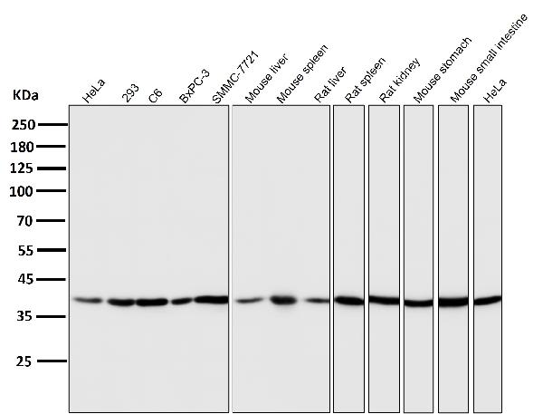 1 - Anti-ERK2 Monoclonal Antibody ABO14349