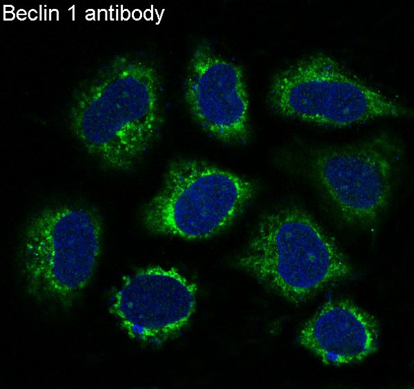 3 - Anti-Beclin 1 BECN1 Monoclonal Antibody ABO14351