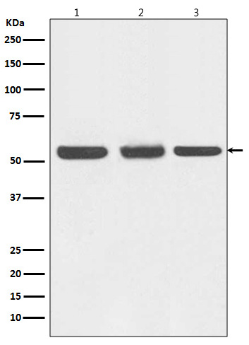 1 - Anti-Beclin 1 BECN1 Monoclonal Antibody ABO14351