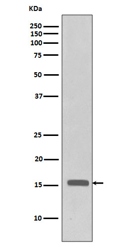 1 - Anti-Phospho-Histone H3 (T3) H3F3A Monoclonal Antibody ABO14352
