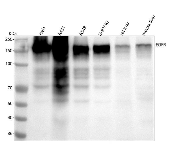 1 - Anti-EGFR (ErbB 1) Monoclonal Antibody ABO14353