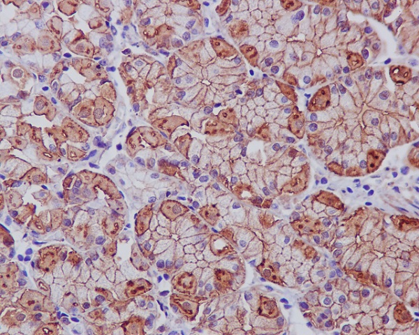 2 - Anti-EGFR (ErbB 1) Monoclonal Antibody ABO14353
