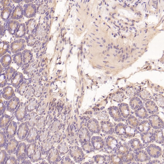 2 - Anti-EGFR (ErbB 1) Monoclonal Antibody ABO14353