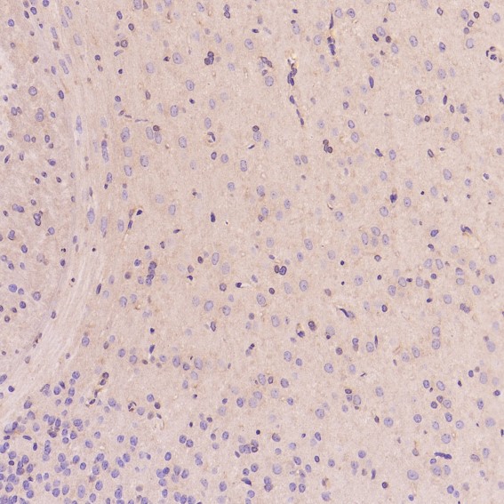 2 - Anti-EGFR (ErbB 1) Monoclonal Antibody ABO14353