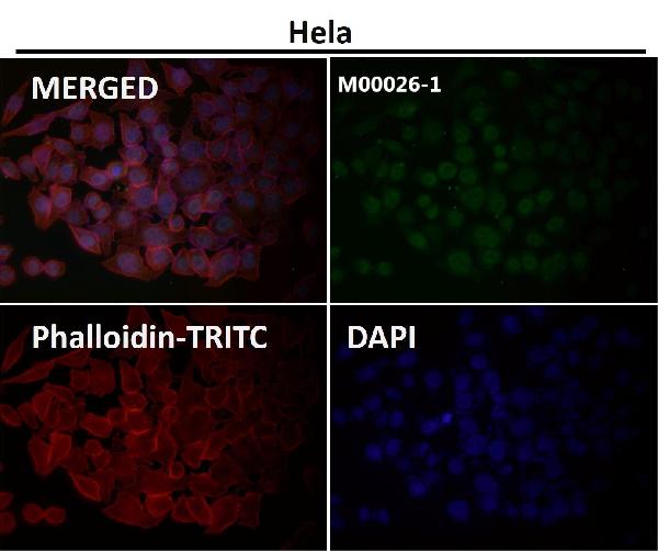 1 - Anti-c-Myc Monoclonal Antibody ABO14355