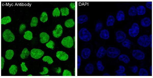 3 - Anti-c-Myc Monoclonal Antibody ABO14355