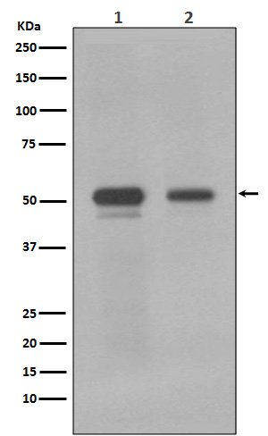 1 - Anti-c-Myc Monoclonal Antibody ABO14355