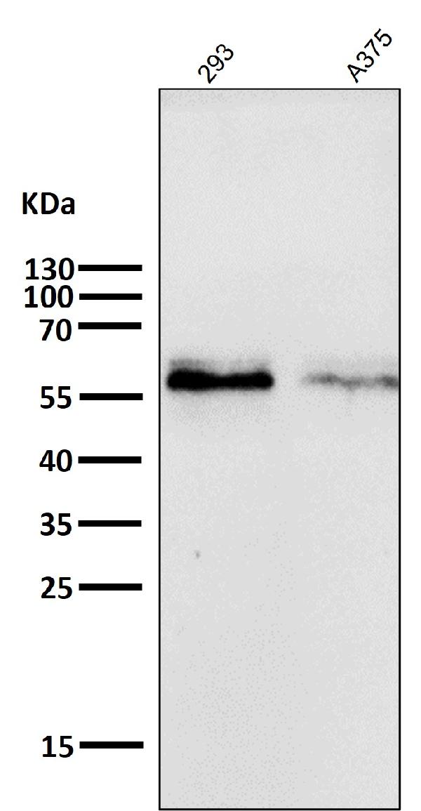 1 - Anti-c-Myc Monoclonal Antibody ABO14355
