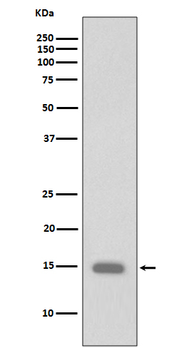 1 - Anti-Phospho-Histone H3 (S10) HIST1H3A Rabbit Monoclonal Antibody ABO14356