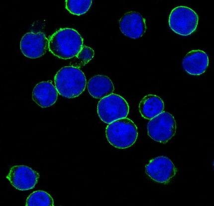 3 - Anti-ErbB2 (HER2) Monoclonal Antibody ABO14358