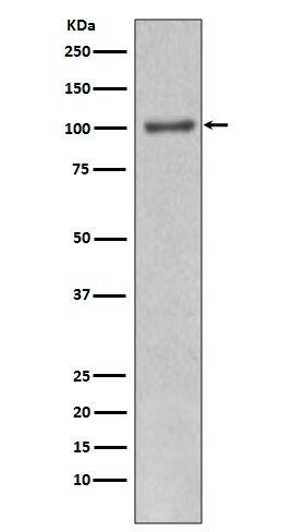 1 - Anti-PI 3 kinase p110 alpha Monoclonal Antibody ABO14359