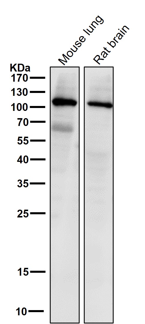 1 - Anti-PI 3 kinase p110 alpha Monoclonal Antibody ABO14359