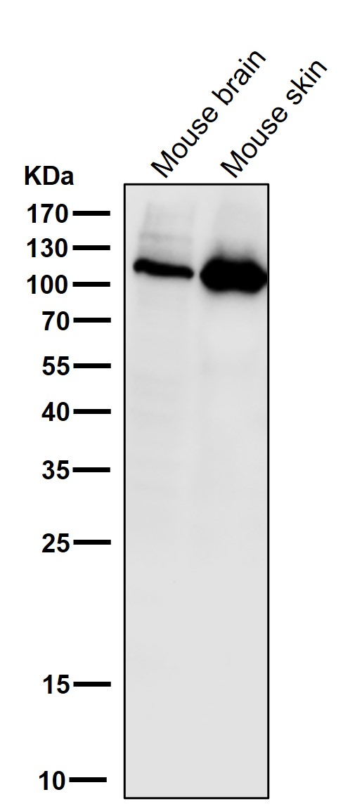 1 - Anti-PI 3 kinase p110 alpha Monoclonal Antibody ABO14359