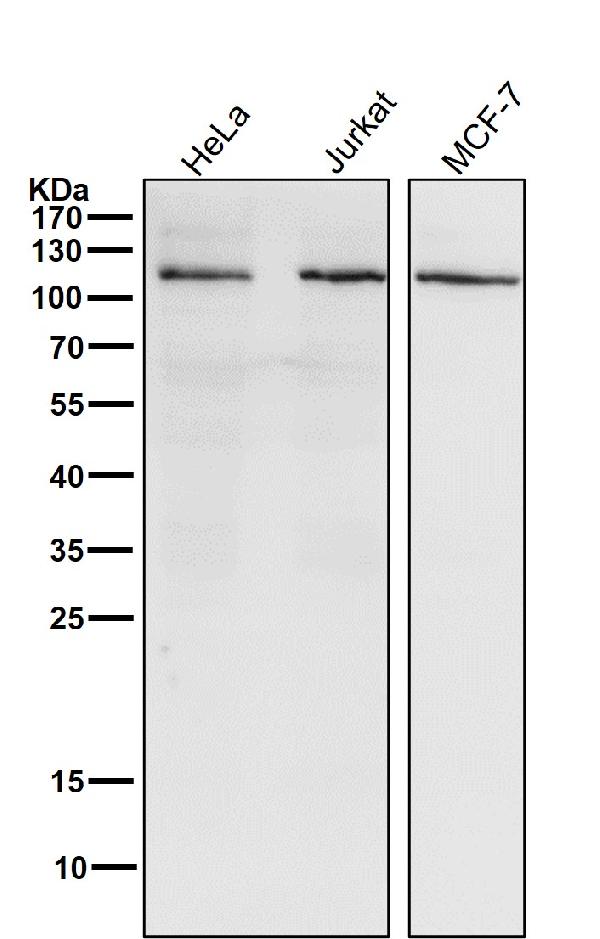1 - Anti-PI 3 kinase p110 alpha Monoclonal Antibody ABO14359