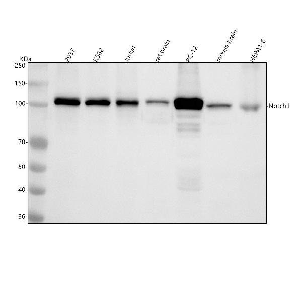 1 - Anti-Notch1 Monoclonal Antibody ABO14360