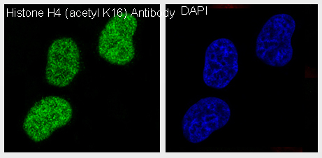 3 - Anti-Histone H4 (acetyl K16) HIST1H4A Monoclonal Antibody ABO14361