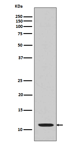 1 - Anti-Histone H4 (acetyl K16) HIST1H4A Monoclonal Antibody ABO14361