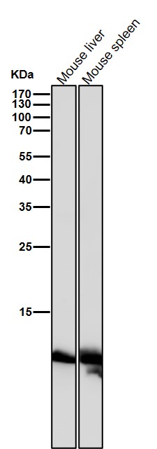 1 - Anti-Histone H4 (acetyl K16) HIST1H4A Monoclonal Antibody ABO14361