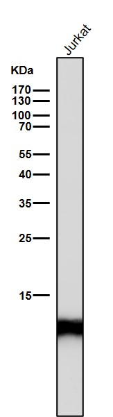 1 - Anti-Histone H4 (acetyl K16) HIST1H4A Monoclonal Antibody ABO14361