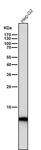 1 - Anti-Histone H4 (acetyl K16) HIST1H4A Monoclonal Antibody ABO14361