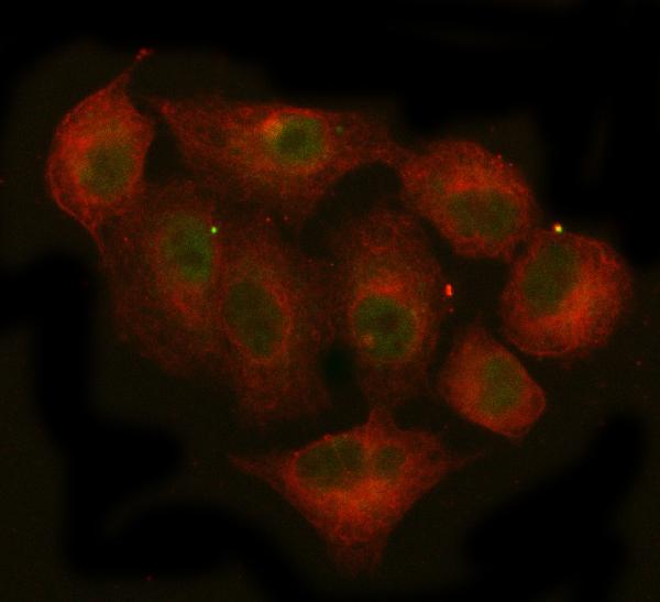 3 - Anti-JAK2 Monoclonal Antibody ABO14362