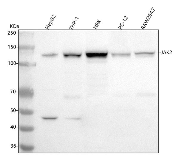 1 - Anti-JAK2 Monoclonal Antibody ABO14362