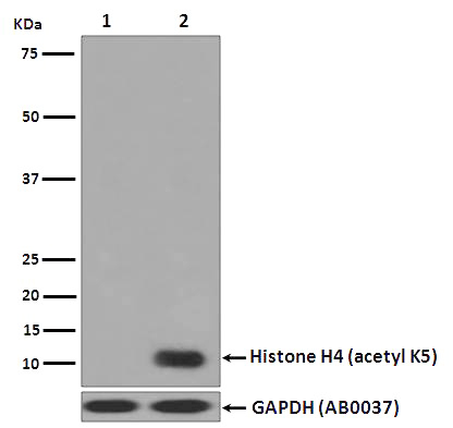 1 - Anti-Histone H4 (acetyl K5) HIST1H4A Monoclonal Antibody ABO14363