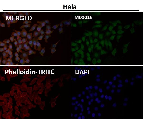 1 - Anti-p16 INK Monoclonal Antibody ABO14364