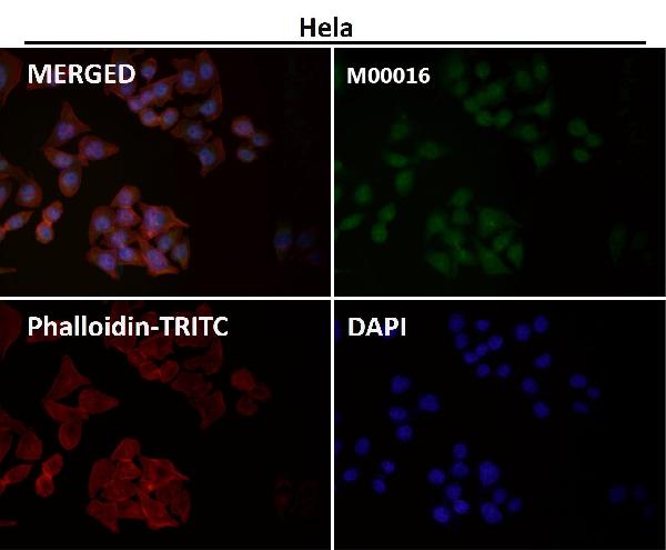 1 - Anti-p16 INK Monoclonal Antibody ABO14364