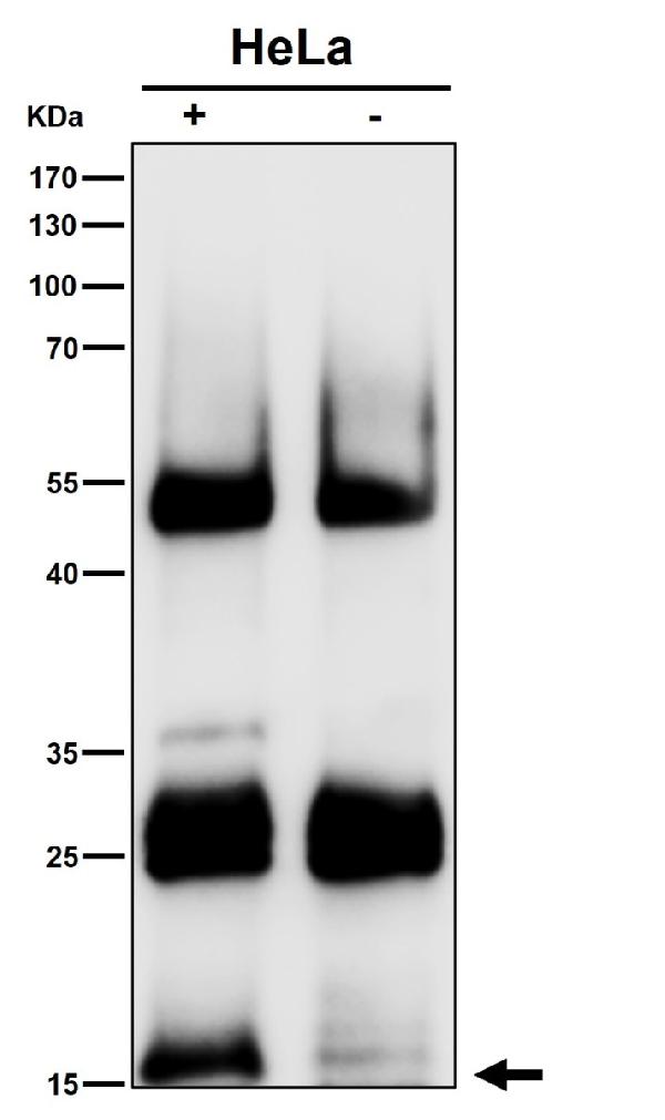 1 - Anti-p16 INK Monoclonal Antibody ABO14364