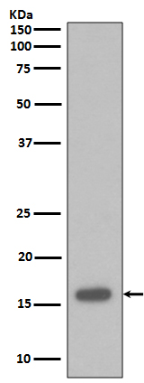 1 - Anti-p16 INK Monoclonal Antibody ABO14364