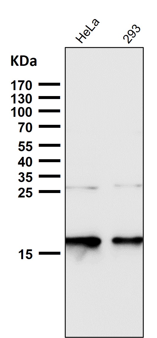 1 - Anti-p16 INK Monoclonal Antibody ABO14364