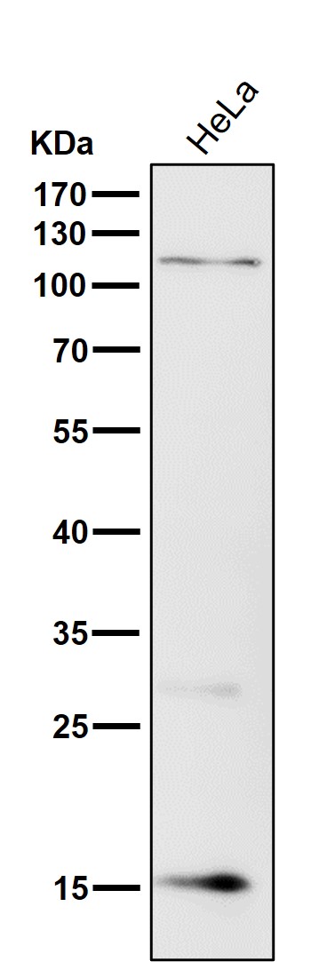 1 - Anti-p16 INK Monoclonal Antibody ABO14364