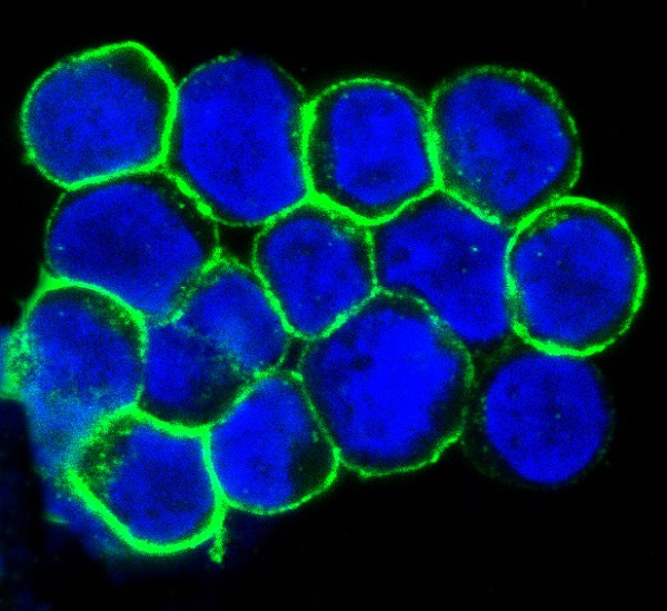 3 - Anti-CXCR4 Monoclonal Antibody ABO14365