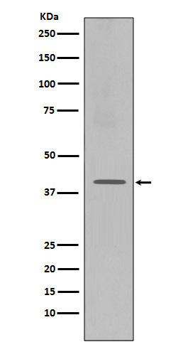 1 - Anti-CXCR4 Monoclonal Antibody ABO14365
