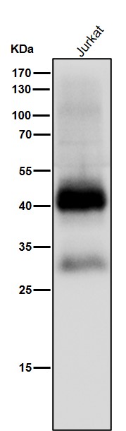1 - Anti-CXCR4 Monoclonal Antibody ABO14365