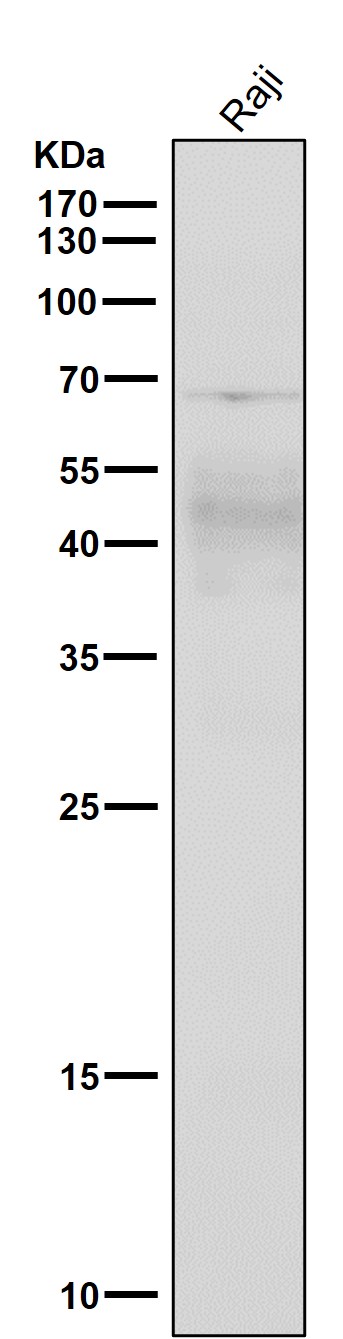 1 - Anti-CXCR4 Monoclonal Antibody ABO14365