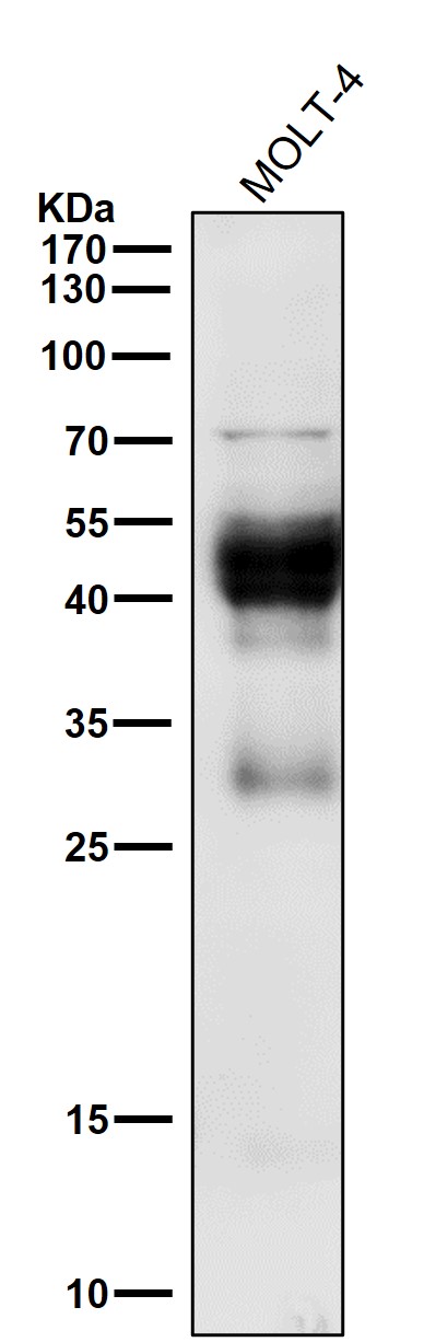 1 - Anti-CXCR4 Monoclonal Antibody ABO14365