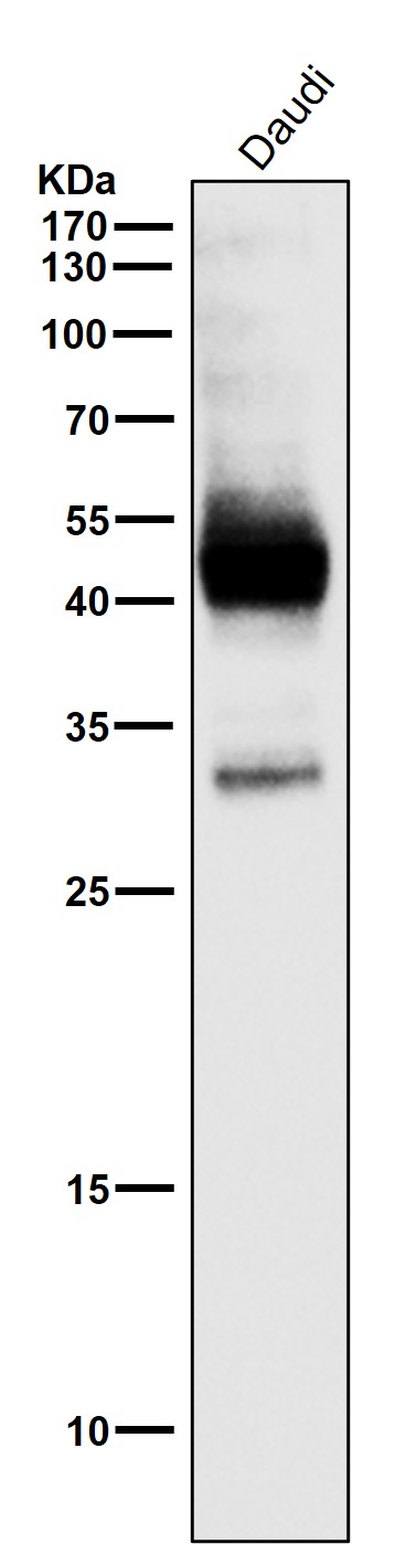 1 - Anti-CXCR4 Monoclonal Antibody ABO14365