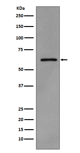 1 - Anti-Phospho-Src (Y419) Monoclonal Antibody ABO14366