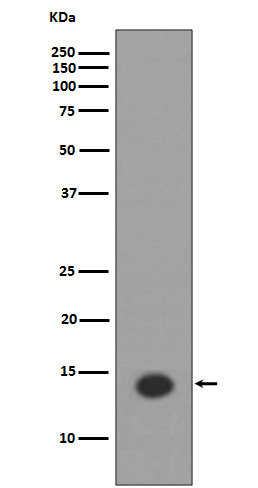 1 - Anti-Histone H2A (acetyl K9) HIST1H2AB Monoclonal Antibody ABO14367