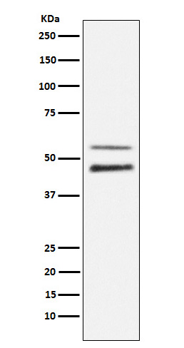 1 - Anti-Phospho-JNK1/2/3 (T183+T183+T221) MAPK8 Monoclonal Antibody ABO14368