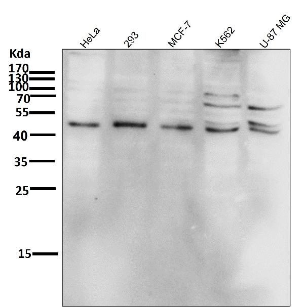 1 - Anti-Phospho-JNK1/2/3 (T183+T183+T221) MAPK8 Monoclonal Antibody ABO14368
