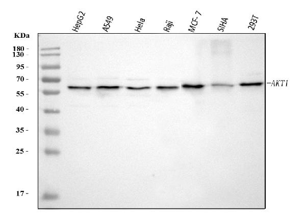 1 - Anti-AKT1 Monoclonal Antibody ABO14369
