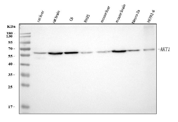 1 - Anti-AKT1 Monoclonal Antibody ABO14369
