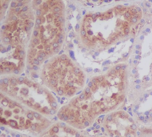 2 - Anti-Apolipoprotein E APOE Monoclonal Antibody ABO14370