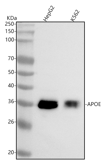 1 - Anti-Apolipoprotein E APOE Monoclonal Antibody ABO14370